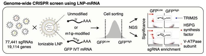 mRNA Aşılarındaki Hücresel Regülatörlerin Keşfi Yenilikçi Terapötik Yaklaşımların Kapılarını Açıyor