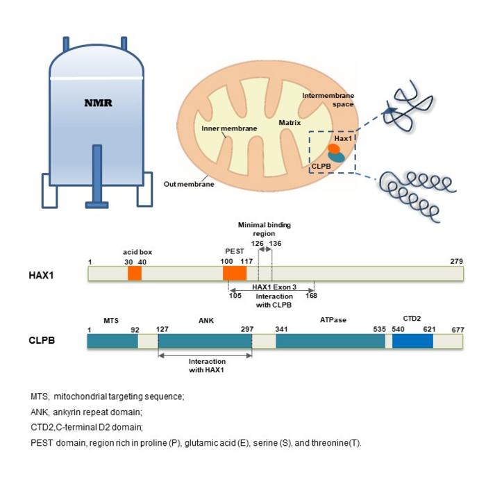Mitochondrial Protein HAX1'in CLPB ile Etkileşiminde Yeni Yapısal İçgörüler