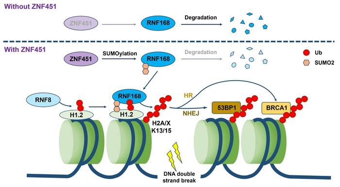 SUMOileşmenin DNA Onarımı ve Radyoterapi Cevabındaki Rolü