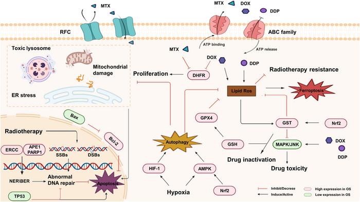 Nrf2, Osteosarkom Tedavi Direncinde Merkezi Bir Faktör Olarak Öne Çıkıyor
