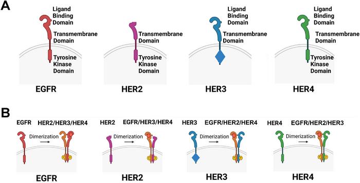 HER3: Kanser Tedavisinde Yeniden Öne Çıkan Kritik Hedef