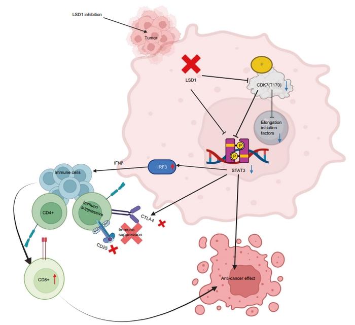 Epigenetikte Atılım: Oral Kanser İlerlemesi ve Tedavilerine Yönelik Yenilikçi Bulgular