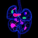 3D Whole Organ Imaging Uncovers Residual Insulin Producing Cells In Type 1 Diabetes 1779827123