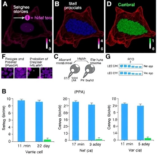 Endometrioziste RNA Kesim Hataları Hücrelerin Büyüme Sinyallerini Güçlendiriyor