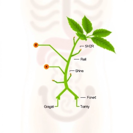 Akkermansia Boosts Gut Bladder Nerve Sensitivity Via 5 Ht3Ar 1778329180