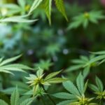 Cannabinoids Influence Ethnic Rates Of Atrial Septal Defects 1779903667