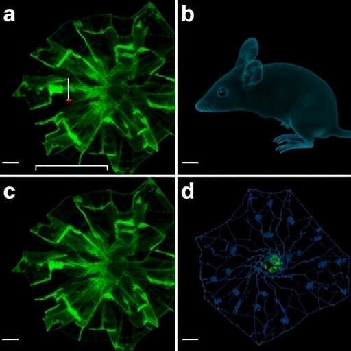 Caspase 4 Mice Show Cytoplasmic Tdp 43 Aging Neuropathy 1779940767