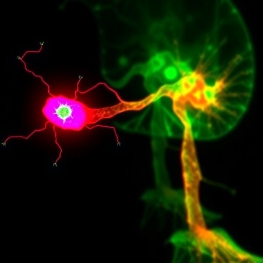 Catecholaminergic Neurons Enhance Keloid Fibroblast Bone Growth 1778344174