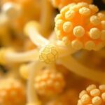 Four New Hydroxyl Fatty Acids From Bacillus Sp. 1778927363
