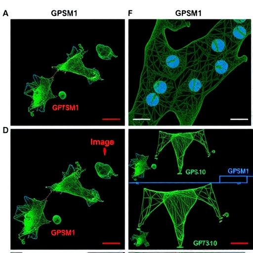 Gpsm1 Limits Cd73Cd103 Tregs Driving Obesity Damage 1779753748