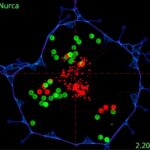 Genetically Targeted Mtorc1 Inhibitor Uncovers Nuclear Control 1778782717