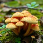 Gymnopilus Mushrooms Yield Antibacterial Gymnopilin A10 Gymnoprenol B13 1778945429