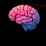 Hippocampal–Retrosplenial Axis Enables Subspace Communication 1778737528