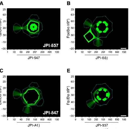 Jpi 547 Outperforms Early Parp Inhibitors In Brca Models 1778094177