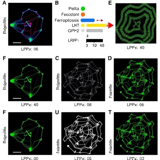 Lrp2 Controls Ferroptosis Via Wntgpx4 In Crc 1780133793