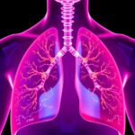 Lactic Acid And Protein Lactylation Key Drivers In Pulmonary Fibrosis Progression 1779927209