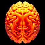 Lifespan Brain Microstructure Mapped Through Normative Modeling 1779922459