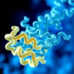 Micu Proteins Drive Calcium Based Mitochondrial Energy Control 1778678493
