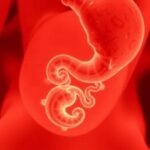 Mapping Human Embryo Genes Post Gastrulation 1779974241