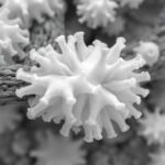 New Hydroxamate Siderophore From Streptomyces Sp. D106 1779812904