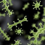 New Phages Uncover Resistance Genes In Dorea 1779828747