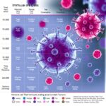 New Study Charts Immune Cells That Combat Tumors And Those That Support Them 1779827546