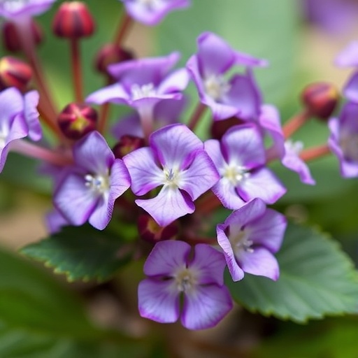 Purslane And Metformin Improve Diabetes Linked Cognitive Decline 1777824395