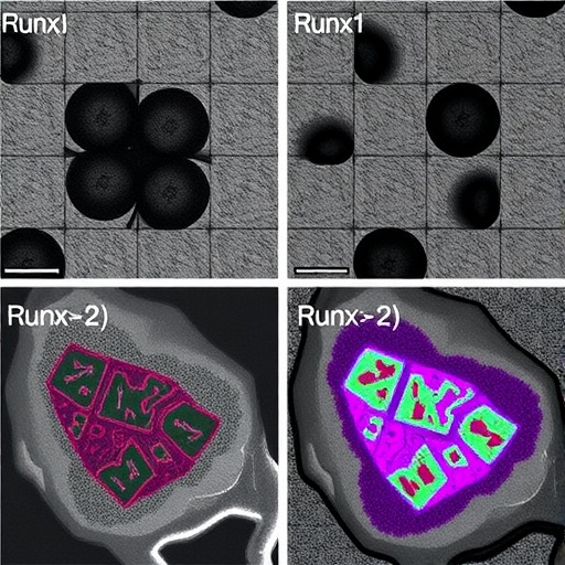 Runx1 And Runx2 Jointly Suppress Mammary Tumors 1778130358