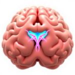 Study In Chinese Neurosurgical Journal Shows Minimally Invasive Techniques Effective For Treating Most Basilar Trunk Aneur...