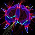 Synchronous Climbing Fibers Drive Cerebellar Learning Signals 1778773355