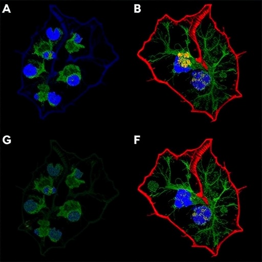 Tak1 Controls Inflammatory Fibroblasts In Heart Attack 1779804996
