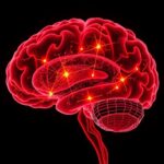 Transcription Factors Shape Cerebral Neuron Patterns 1779959602