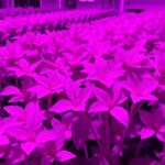 Uvr8 Variations Influence Plant Heat Tolerance And Yield 1778731346