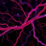 Α Synuclein Fibrils Trigger Lrrk2 Disrupt Synapses 1778774974