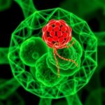 Amc F1 Controls Mitochondria Autophagy Crosstalk Independently 1780701861