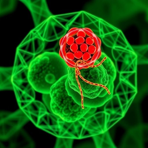 Amc F1 Controls Mitochondria Autophagy Crosstalk Independently 1780701861