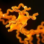 Atp Binding Remodels Amyloid Fibrils Reduces Toxicity 1780563744