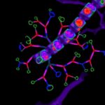 Acridine Compound Binds Vegf Cuts Cam Vascularization 1780519105