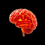 Can Obesity Accelerate Brain Aging 1781542225