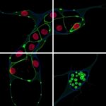Circadian Rhythm Regulates Inflammatory Responses In Macrophages Study Finds 1781192262