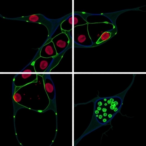 Circadian Rhythm Regulates Inflammatory Responses In Macrophages Study Finds 1781192262