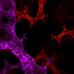 Commensal Acetylcholine Boosts Mucosal Immunity 1780537299