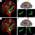 Dietary Changes Remodel Chromatin Structure And Prolong Survival In Glioma Models 1781125523