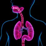 Esophageal Tissue System Evaluates Biologic Absorption Efficiency 1781296470