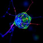Lion A Fluorescent Probe For Monitoring Iron And Oxygen Dynamics In Single Cells 1781629419