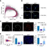 Mapt Mutations Disrupt Axonal Transport P38Α Inhibition Restores 1780579000
