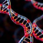 Msk Scientists Reveal Rnas Unexpected Function As A Protein Chaperone 1781020229