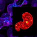 Novel Experimental Compounds Induce Cancer Cell Death In Kras Driven Pancreatic Tumors 1780947280