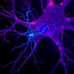 Pink1 Loss Impairs Dopamine Neuron Mitochondria Via P38 1782294335