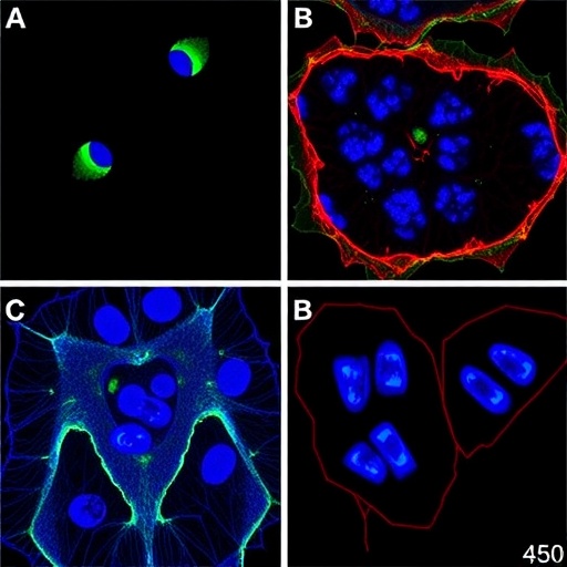 Plk4 Inhibitor Rp 1664 Shows Dual Action In Neuroblastoma 1781373686